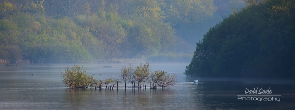 Trees in the water at Ruislip Lido